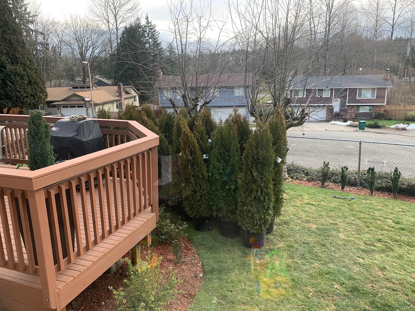 Staged arborvitae