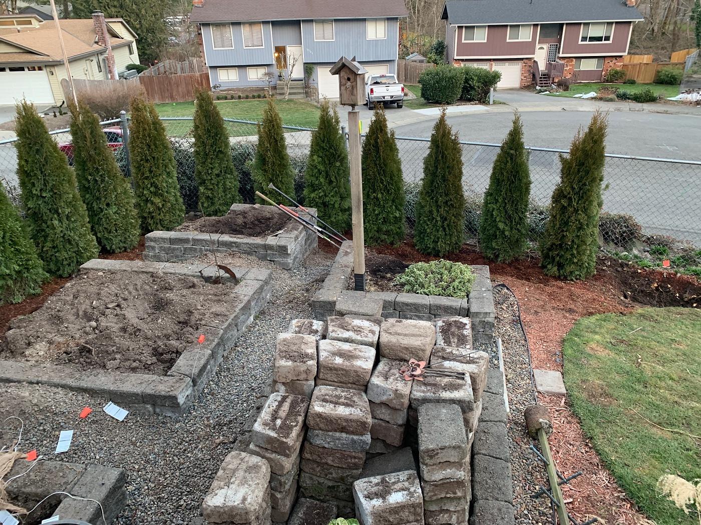 More arborvitae are in