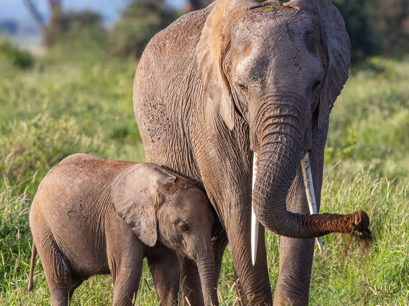 Two elephants standing in the grass.